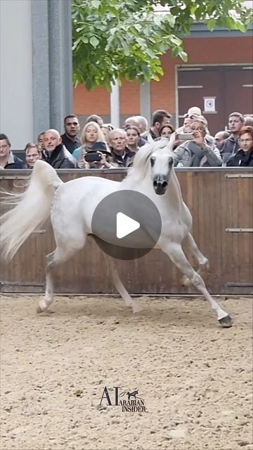 RAWDHA.GRAPHICS ♥️🦌 on Instagram‎: "🍃 this is the best time to
Be young and then reborn .. do things we’ve never done before .. / 
This is the high life, ♥️🍃

( ♥️ )

Jadem arabians @jadem_arabians 
Video by @arabianinsider 

Edited by @rawdha.0🦌♥️
If u repost make sure to tag me 🍃
.
.
.
#horse #arabianhorses #cavallo #stallions #arabianstallion #الخيل_العربية #خيل #خيول"‎ Stallion Horses, Arabian Stallions, Arabian Horses, Arabian Horse, High Life, The High, Make Sure, Horses, Good Things