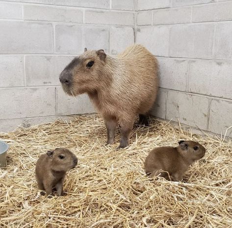 New York Zoo, Capybara Funny, Capybara Pet, Baby Capybara, Zoo Babies, The Zoo, Pet Costumes, Rodents, Cute Animal Drawings