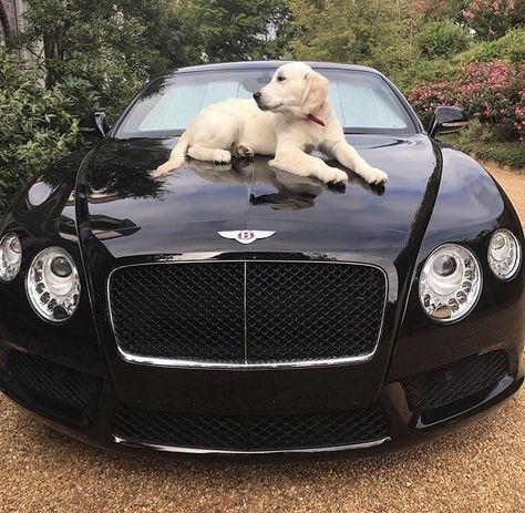 Billionaires (@BiIlionaires) | Twitter Dog Luxury, Most Expensive Dog, Mutt Dog, Yellow Labs, Luxury Boat, Dog Heaven, Luxury Lifestyle Women, Dog Food Storage, Lab Puppies