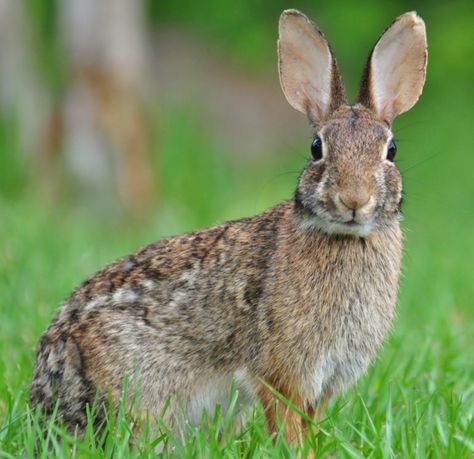 University doctoral candidate investigates dwindling rabbit species native to campus Rabbit Anatomy, Rabbit Species, Eastern Cottontail, Wild Rabbits, Cottontail Rabbit, Rabbit Hunting, Hunting Guide, Cayman Island, Wild Rabbit