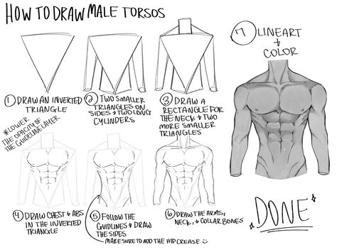 Anatomy Drawing Reference Male, Anatomy Of The Body Drawing, Anatomy Male Tutorial, Male Anatomy Step By Step, Male Back Drawing Tutorial, How To Draw Males Anatomy, Body Anatomy Shapes, Body Tutorial Drawing Anatomy Male, How To Draw The Male Body Anatomy