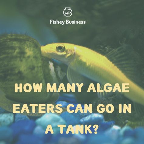 Any fish keeper will tell you that algae eaters or algivorous fish are an integral part of the aquarium ecosystem. They help in balancing the Algae Eater Fish, Large Fish Tanks, Cleaning Crew, Fish Feed, Green Algae, Small Tank, Types Of Fish, How Many, Fish Bowl