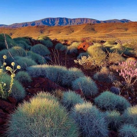 Australian Desert Landscape, Western Landscape Photography, Australian Outback Aesthetic, Aussie Outback, Australian Landscapes, Australian Desert, Australia Landscape, Australian Landscape, Palette Inspiration