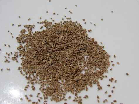 Learn the #health benefits of Celery Seed. #diet #healthbenefits #CelerySeed Celery Seed Benefits, Health Benefits Of Celery, Benefits Of Celery, Celery Seed, High Water, The Plant, The Mediterranean, Soup And Salad, Healthy Foods