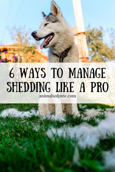 Dog Shedding Remedies, Dog Blow Dryer, Getting A Dog, Pet Shed, Dog Spa, Dog Grooming Tips, Pet Tips, Akita Dog, Dog Shedding