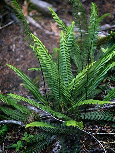 Blechnum Spicant, Deer Fern, Ferns Garden, Fern, Fern Plant, Container Gardening Vegetables, Garden Shrubs, Succulents In Containers, Bonsai Garden