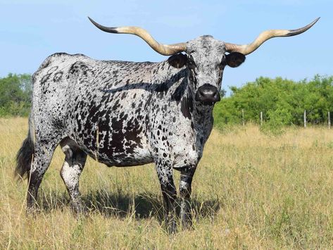 Texas Longhorn cows for sale - JB Untouchabull Lollypop (2006) Animals With Horns, Long Horns, Longhorn Cattle, Longhorn Cow, Long Horn, Bull Cow, Cattle Breeds, Cow Pictures, Beef Cattle