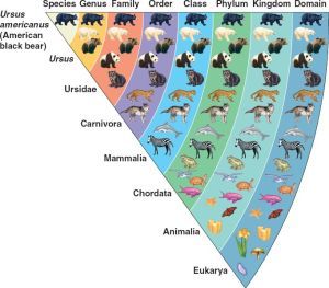 Biochemical Relationships – All forms of like share organic molecules that are almost identical from species to species. Taxonomists use these molecular similarities and differences to classify organisms in much the same way as anatomists use comparisons among visible body structures. Homologous Structures – These are parts of different organisms, often quite different, that developed from the same ancestral body parts. Taxonomists study and identify use homologous structures by studying and id Taxonomy Biology, American Black Bear, Organic Molecules, Animal Classification, 7th Grade Science, Biology Notes, Similarities And Differences, Information Architecture, Science Biology