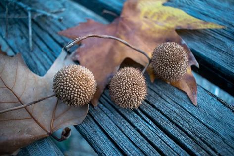 American Sycamore Tree, Sycamore Trees, Sycamore Seed, London Plane Tree, Soil Types, Sycamore Tree, Fruit Picking, Tree Nursery, Sandy Soil