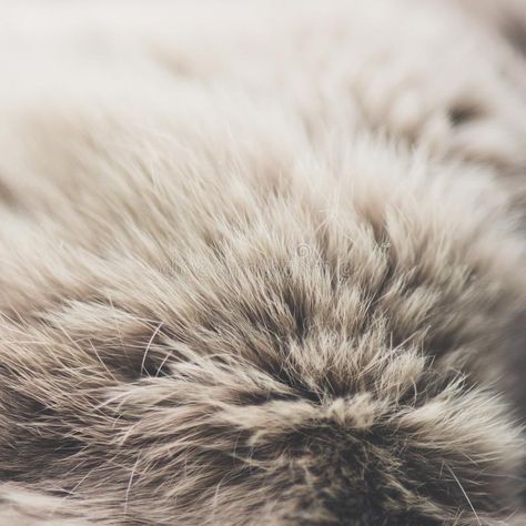 Minerva Mink, Fur Aesthetic, Sewing Rabbit, Sewing Aesthetic, Raising Rabbits, Brown Rabbit, Fur Texture, Mother Earth News, Animal Fur