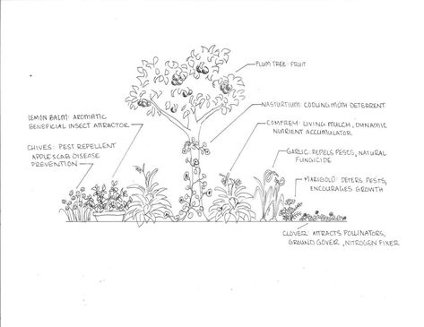 Fruit Tree Guild, Plant Guilds, Tree Guild, Forest Yard, Permaculture Food Forest, Food Forest Garden, Garden Cover, Orchard Garden, Yard Makeover