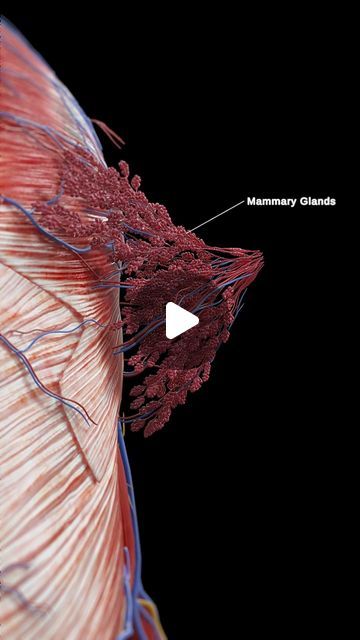 SciePro on Instagram: "Beneath their beauty, breasts are a testament to female physiology.   Each breast is a complex network of milk-producing glands (lobules), ducts that carry milk, and fatty tissue. At the heart of each lobule are clusters of alveoli, tiny sacs where milk is produced.   Hormones orchestrate this intricate system, particularly during pregnancy and lactation, leading to remarkable transformations. Understanding your breast anatomy empowers you to take charge of your health and appreciate the wonder of your body.   #BreastHealth #WomensHealth #AnatomyFacts #KnowYourBody #anatomy #science #med #medicine #meded #medart #3d #animation #unity3d #sciart #science #medstudent #study" Pregnancy Anatomy, Breast Anatomy, Anatomy Science, Basic Anatomy, Basic Anatomy And Physiology, Amazing Body, Unity 3d, Breast Health, Med Student