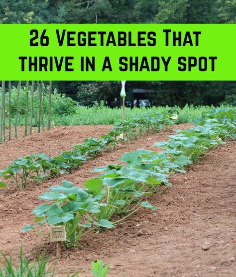 You may think that a shady garden spot can't grow vegetables and other edibles, but you'll be surprised! These veggies and other edibles can grow even in the shade. Plants That Like Shade, Shady Garden, Shade Garden Plants, Vegetable Garden Planning, Vegetable Garden Diy, Grow Vegetables, Fall Garden Vegetables, Backyard Vegetable Gardens, Gardening Hacks