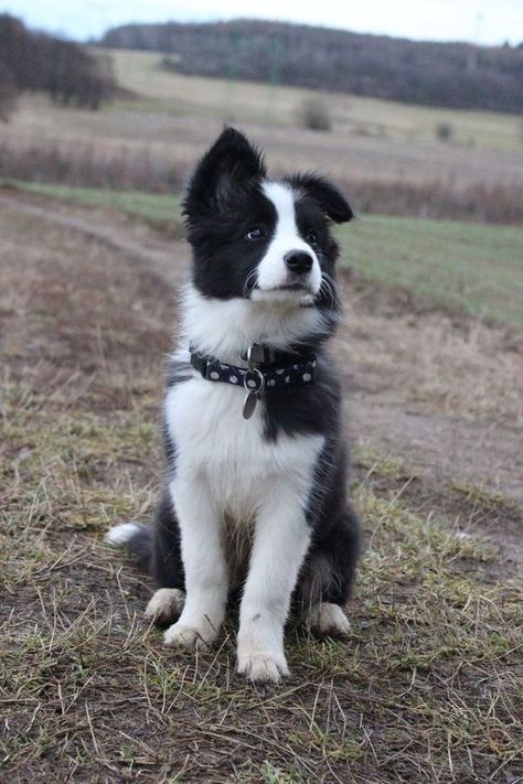 The little Border Collie gave this man a sense of purpose and turned his life around. Caine Husky, Staffordshire Terriers, Rags To Riches, Collie Puppies, Border Collie Puppies, Black And White Dog, Herding Dogs, Border Collie Dog, Collie Dog