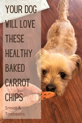 Healthy Baked Carrot Chips for Dogs - and You - Snoot and Toebeans Carrot Treats For Dogs, Baked Carrot Chips, Low Fat Dog Treats, Dog Meals, Gluten Free Dog Treats, Carrot Chips, Carrot Dogs, Dog Treats Homemade Easy, Easy Dog Treat Recipes