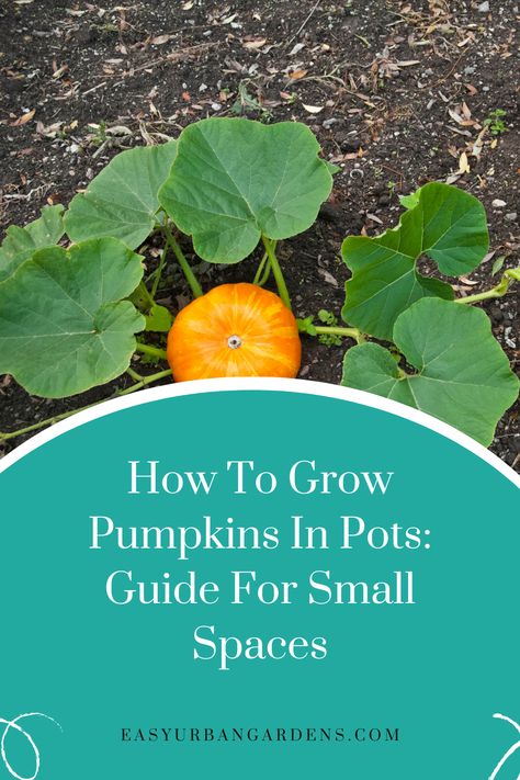 If you have limited space to garden, but you want to try growing pumpkins in pots, have a look at my full guide. I give you some ideas on the best varieties to try, tips on growing and also how to get more pumpkins using hand pollination. Check out the full article for this and more. How To Grow Pumpkins In Small Space, Growing Mini Pumpkins, Pumpkins In Pots, Pumpkins In Containers, Grow Pumpkins From Seeds, How To Grow Pumpkins, Grow Pumpkins, Growing In Containers, Types Of Pumpkins