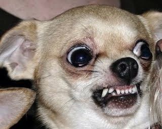 Funny Face Pictures, Funny Faces Pictures, Scary Dogs, Cute Animal Memes, Face Pictures, Chihuahua Love, Silly Dogs, Funny Face, Chihuahua Dogs