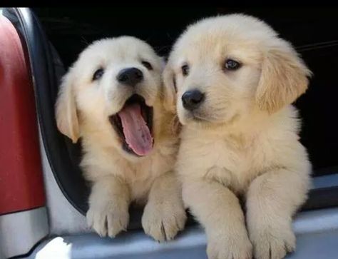 Just two incredibly adorable pups to brighten your day <3  via: Perros Golden Retriever, Labrador Puppies, Golden Puppies, Golden Retriever Mix, Puppy Images, Cute Puppy Pictures, Retriever Puppy, Puppy Pictures