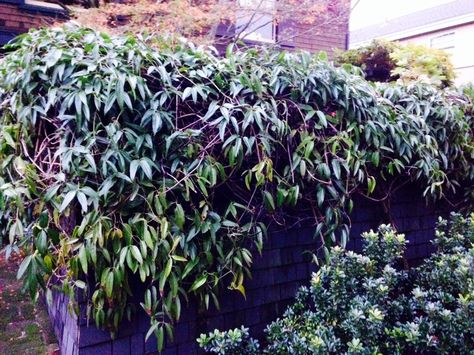 Best evergreen climbers Evergreen Wall, Climbing Plants Fence, Privacy From Neighbors, Porch Gardening, Evergreen Climbing Plants, Evergreen Clematis, Evergreens For Shade, Wall Climbing Plants, Clematis Trellis