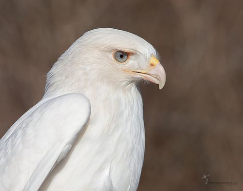 Leucistic Red-tailed Hawk  "Cloud" (c) | by www.momentsinature.com Hawk Reference, Leucistic Animals, Hawk Wallpaper, Hawk Aesthetic, Birds Drawings, Wild Birds Photography, Rare Albino Animals, Hawk Tattoo, Tattoo Bird