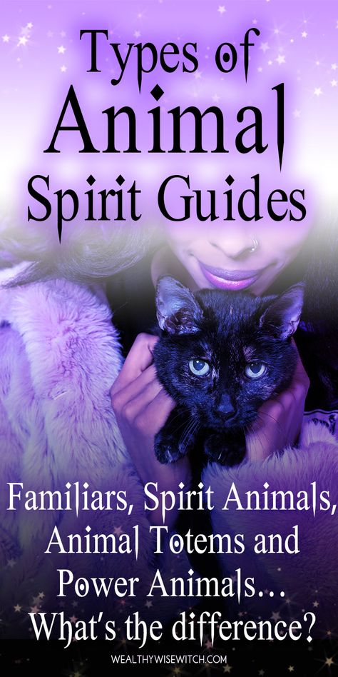 What are the different types of animal spirit guides? Along your spiritual path, you hear about familiars, spirit animals, power animals, animal totems, animal spirit guides and witches familars... but what is the difference between these terms? Witchcraft, Wicca, and Native American spirituality each have a different meaning. Here are the definitions and how to find your animal spirit guides. How To Find Your Animal Familiar, Animal Guides Spiritual, Totem Animals Meaning, What Is A Familiar, How To Find Your Familiar, Spirit Guides How To Find Your, How To Find Your Spirit Animal, Familiars Witch Animal, Witch Familiar Animals