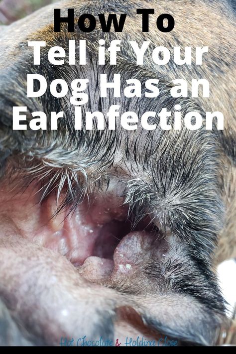 Yeast In Dogs Ears, Yeast In Dogs, Ear Infections In Dogs, Dog Ear Infections, Ear Images, Cleaning Dogs Ears, Dogs Ears Infection, Ear Ache, Infection Prevention