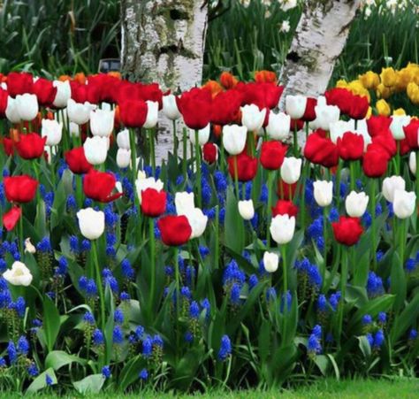 Red, White and Blue: The All-American Garden – DutchGrown Flag Pole Landscaping, Flagpole Landscaping Ideas, Garden Design Inspiration, Garden Party Ideas, July Garden, Tattoo Garden, Patriotic Flowers, Blue Flower Wallpaper, Fourth Of July Decorations