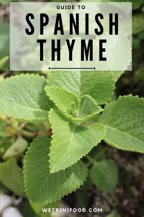 Mexican Mint Plant, How To Use Cuban Oregano, Cuban Oregano Plant Benefits, Cuban Oregano Plant Uses, Cuban Oregano Recipes, Oregano Benefits, Thyme Benefits, Healthy Marinades, Cuban Oregano