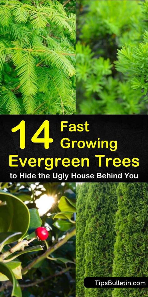 Learn what the best fast growing evergreen trees are with our tips and tricks. Use them as privacy fences, screens, and shades to shield certain areas of your house. #fastgrowingevergreentrees Types Of Evergreen Trees, Evergreen Trees For Privacy, Natural Privacy Fences, Fast Growing Privacy Shrubs, Evergreens For Shade, Green Giant Arborvitae, Shrubs For Privacy, Fast Growing Evergreens, Evergreen Hedge