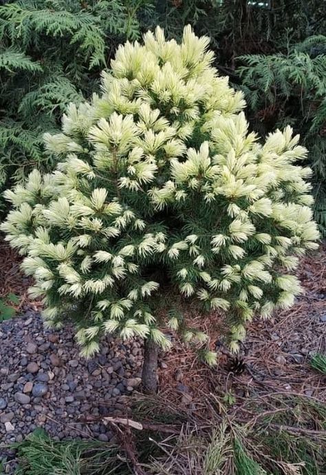 15 Beautiful Dwarf Trees for Small Gardens and Landscapes 11 Ornamental Trees Landscaping, Front Garden Designs, Trees For Small Gardens, Shrubs For Landscaping, Evergreen Landscape, Trees For Front Yard, Conifers Garden, Landscaping Trees, Small Front Yard Landscaping