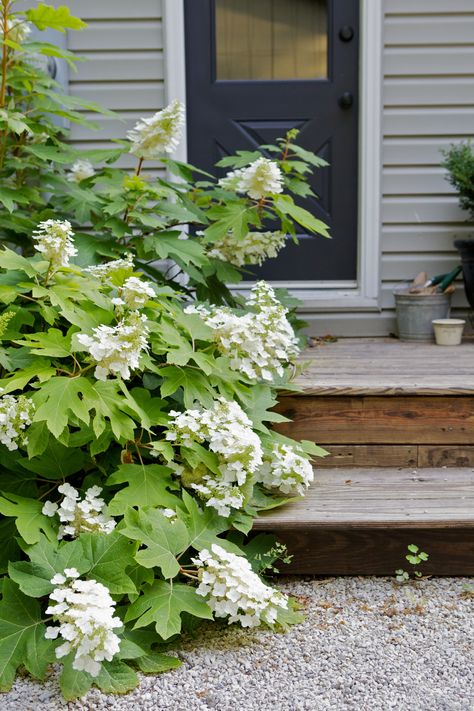 Oakleaf hydrangea Snowflake ; Gardenista Oakleaf Hydrangea Landscape, Hydrangea Landscaping, Yard Inspiration, Smooth Hydrangea, Oakleaf Hydrangea, Farmhouse Landscaping, Hydrangea Paniculata, Planting Hydrangeas, Garden Shrubs