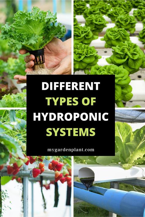 Hydroponic Systems Basement Gardening, Diy Hydroponics System, Hydro Garden, Hydroponic Gardening For Beginners, Hydroponics Setup, Hydroponic Gardening Diy, Hydroponic Herb Garden, Indoor Hydroponic Gardening, Hydroponic Solution