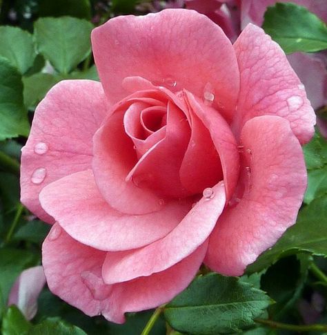 Pink Rose Rose Reference, Kristina Webb, Blooming Rose, Beautiful Rose Flowers, Exotic Flowers, Flowers Nature, Flower Photos, Flower Pictures, Love Flowers