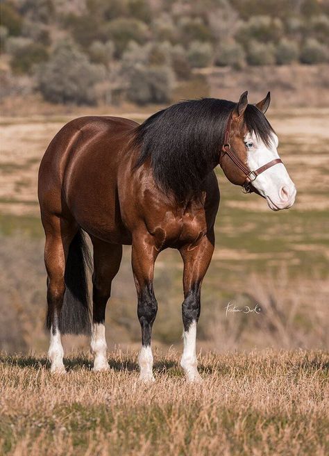 Horse Appaloosa, Aqha Stallion, Horse Colours, Aqha Horses, Quarter Horse Stallion, Horse Reining, Horse Poses, American Paint Horse, Painting Antique Furniture