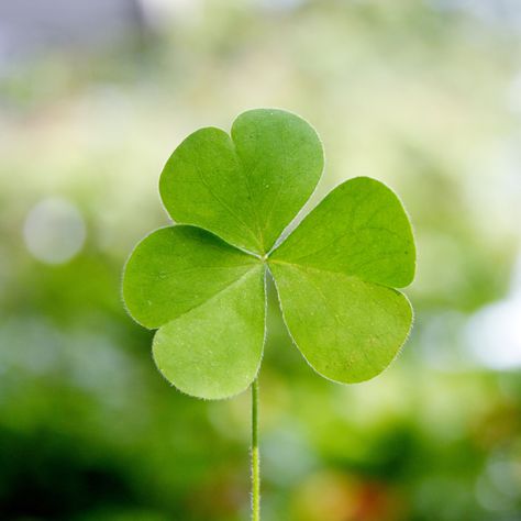 Many of us will be throwing St. Patricks Day parties this weekend. Here are some great low calorie St. Patrick's Day recipes to try out Clover Logo, Clover Seed, Irish Words, Shamrock Shake, Calorie Control, Three Leaf Clover, What House, Irish Soda, 4 Leaves