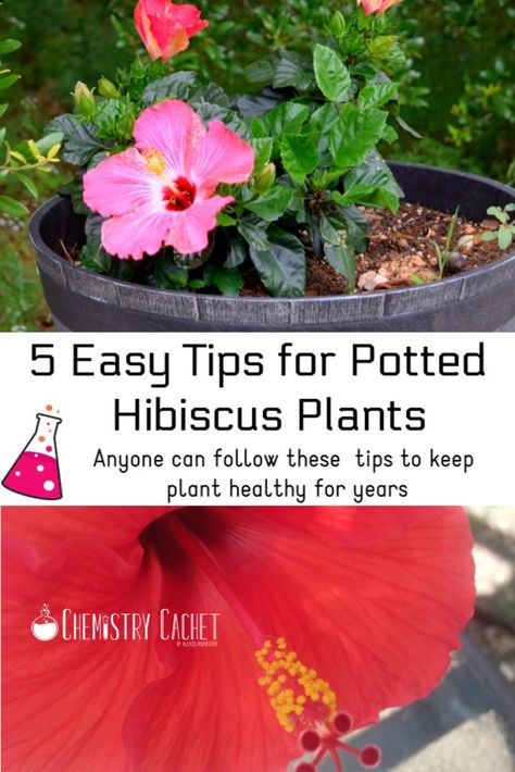 Check out our easy potted hibiscus tips to keep your plant healthy and thriving for years. These tips are simple, anyone can follow them! This is great for all climates too. Get the post on Chemistry Cachet Potted Hibiscus, Hibiscus Tree Care, Full Sun Container Plants, Growing Hibiscus, Cabbage Flowers, Hibiscus Tree, Hibiscus Garden, Planting Tips, Hibiscus Plant