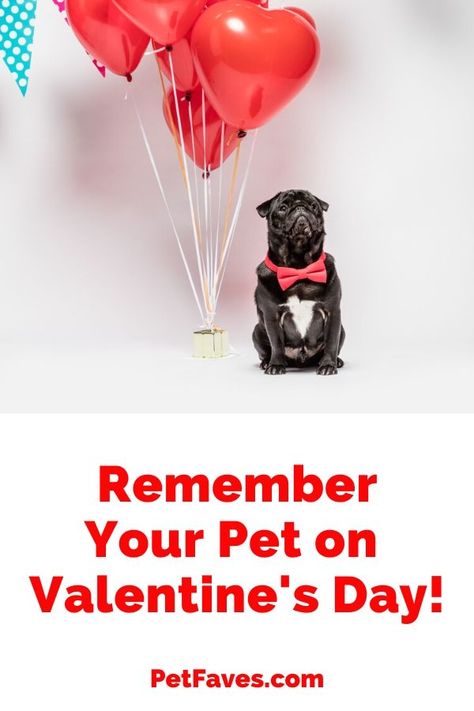 Valentine's Day is for showing the one you love how much you love them. And that includes our pets! Find some special Valentine gift ideas for your dog, cat, parrot and small pets.   #Valentinesday #valentine #giftidea #dog #cat #parrot #guineapig #rabbit #hamster #ferret #chinchilla Frosty Paws, Poster Reference, Pet Theme, Valentines Day Dog, Diy Dog Treats, Dog Valentines, Felt Cat, Pet Photo, Valentine Fun