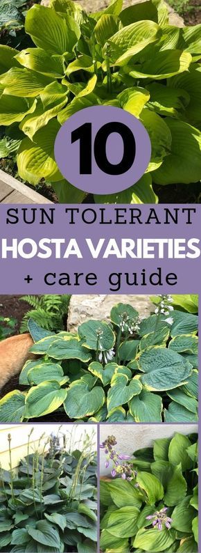 Full Sun Hostas, Sun Hostas, Hostas Landscaping, Types Of Hostas, Full Sun Landscaping, Full Sun Container Plants, Full Sun Flowers, Mailbox Landscaping, Hosta Varieties