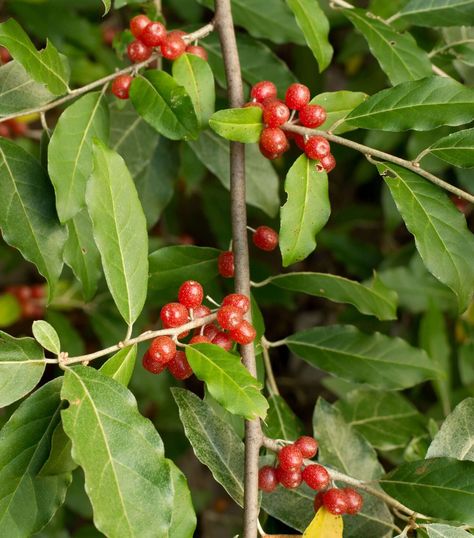 GettyImages-520913697-autumn-olive Barberry Bush, Euonymus Alatus, French Hydrangea, Sweet Autumn Clematis, Autumn Olive, Olive Plant, Autumn Clematis, Flowering Quince, Invasive Plants