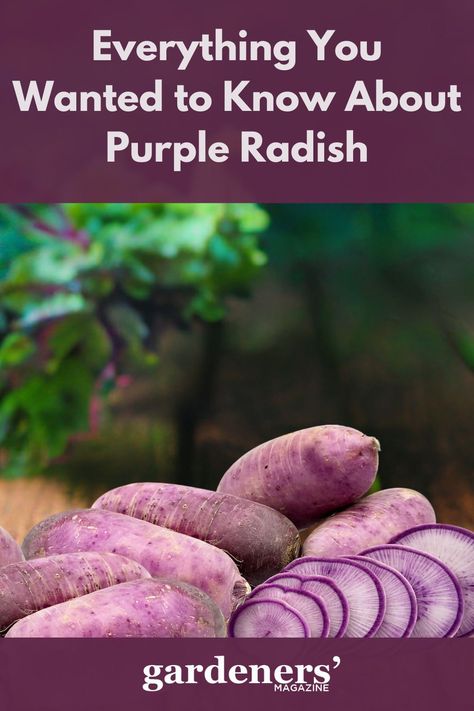 Purple radishes on a table Radish Growing, Purple Radish, Best Garden Tools, Apricot Blossom, Hydroponic Gardening, Harvest Time, Fruit Garden, Stir Fries, Root Vegetables