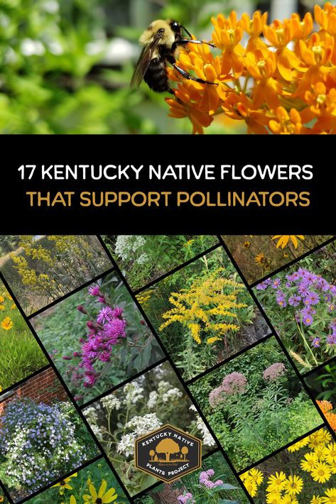 kentucky native flowers that support pollinators Kentucky Native Landscaping, Kentucky Garden, Kentucky Landscaping Front Yard, Kentucky Homestead, Kentucky Gardening, Kentucky Flowers, Kentucky Native Plants, Native Kentucky Flowers, Native Kentucky Plants