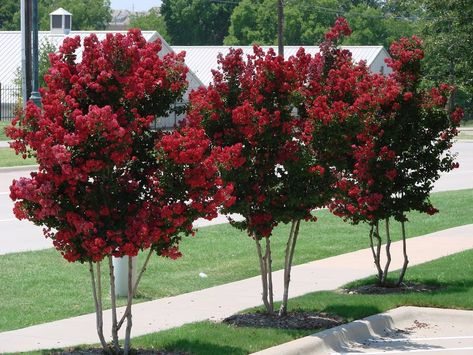 So, here you are. You LOVE Crape Myrtles! We do too! But what now? What size? What color? What type? This article will point you in the right direction when picking out a Crape Myrtle of your very own. The most important deciding factor will be size. We carry dwarf all the way to large varieties, so you have a variety to choose from for a small or large space. Whether you call them Crepe Myrtles, Crapemyrtles, or Crape Myrtles, you will definitely find the right Crape Myrtle Trees for Sale to Crepe Myrtle Landscaping, Crepe Myrtle Trees, Myrtle Tree, Landscaping Trees, Crepe Myrtle, Crape Myrtle, Craps, Ornamental Trees, Landscape Trees