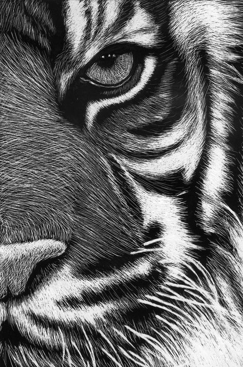 Scratchboard Art - Mrs. Lundgren's Art Room Scratchboard Art, Lion Drawing, Black Paper Drawing, Scratch Art, White Drawing, Charcoal Art, Tiger Art, Black And White Drawing, Arte Animal