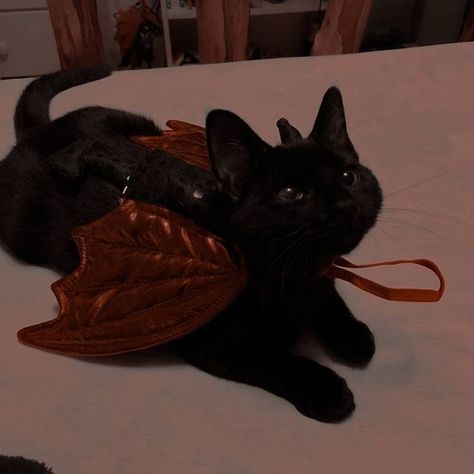 Halloween Home Decor Ideas, Autumn Core, Black Cat Aesthetic, Fall Cats, Spooky Szn, Fall Theme, Book Things, Cat Photography, Aesthetic Black