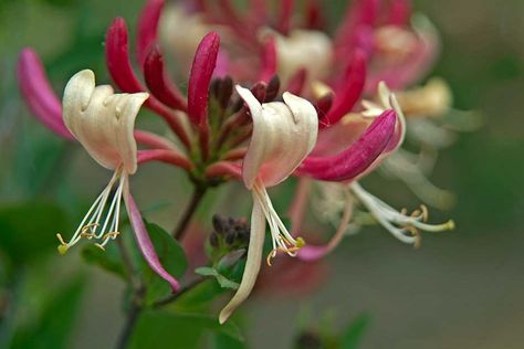 Discover climbing honeysuckle Climbing Honeysuckle, Rose And Honeysuckle, Pink Honeysuckle, Hampton Court Palace Gardens, Climbing Rose, Evergreen Plants, Natural Perfume, Plant Health, Chelsea Flower