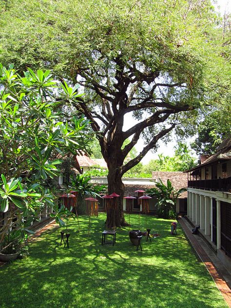 Tamarind Tree    The 200-year old Tamarind Tree from which the hotel gets its name.    We stayed at the Tamarind Village hotel, Chiang Mai. Tamarind Tree, Indian Garden, Village Hotel, Contemporary House Exterior, Tree Species, Farmhouse Landscaping, Luxury Pools, Casas Coloniales, Modern Farmhouse Exterior