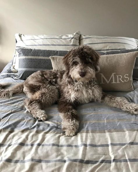 Aussiedoodle Full Grown, Aussie Doodle, Cockapoo Dog, Puppies And Kitties, Cuddly Animals, Doodle Dog, Horses And Dogs, Dog Rules, Baby Puppies