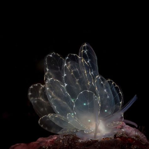 Creature Marine, Light In The Darkness, Sea Slugs, Instagram Light, Sea Slug, Image Bank, In The Darkness, Green Dot, Green Sea