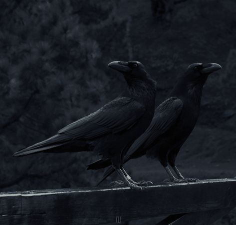 Huginn and Muninn Black And White Kiss, Scene People, Paranormal Aesthetic, Viking Aesthetic, Huginn And Muninn, Black Birds, The Last Kingdom, Crows Ravens, American Gods