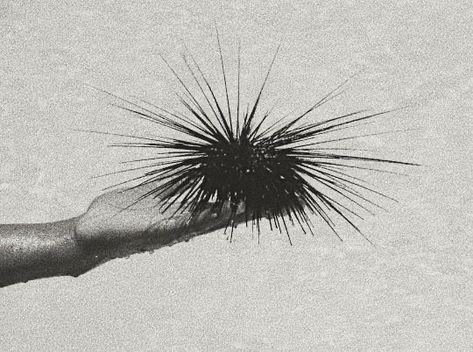 Sea Urchins, Instagram C, Sea Urchin, Photo Vintage, Design Visual, Sand Castle, Beach Vibe, Photography Inspo, Vintage Aesthetic